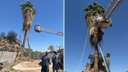 Phoenix tree trimmer dies after becoming trapped in 50-foot palm tree – USA Today