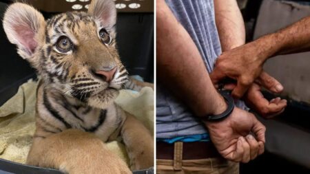 Phoenix man sentenced for illegally smuggling and selling exotic animals – ABC15 Arizona