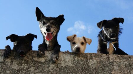 Study: Scottsdale crowned most pet-friendly U.S. city, Phoenix rated 18th – KTAR News 92.3 FM