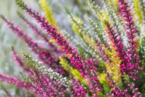 What to know about Erika Kirk, Charlie Kirk’s widow and Turning Point USA’s new CEO – Oregon Public Broadcasting – OPB