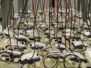 Wealthy People Have Always Shaped Universities. This Time Is Different. – The New York Times