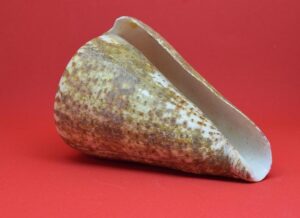 Inside Look: FEA President Andrew Spar Shares Insights on Education Policies Q&A with FEA president Andrew Spar on education policies – Tallahassee Democrat