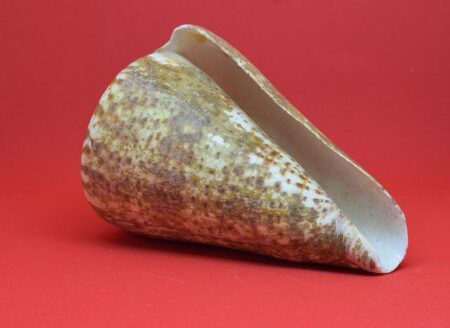 Inside Look: FEA President Andrew Spar Shares Insights on Education Policies Q&A with FEA president Andrew Spar on education policies – Tallahassee Democrat