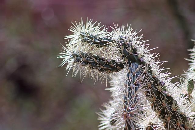 Phoenix Leads U.S. Cities in Explosive Population Growth, New Census Data Shows Phoenix leads US in population growth, new Census data shows – The Business Journals