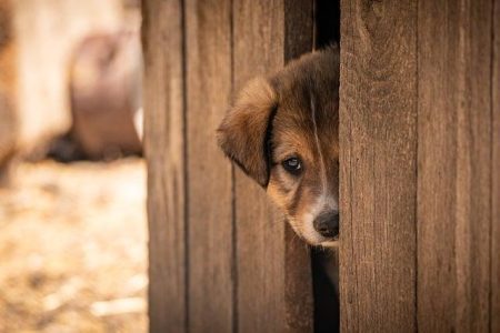 ‘Beau Is Afraid’ review: Joaquin Phoenix’s bonkers hero quest is the mother of all guilt trips – USA Today