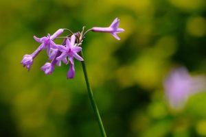 Phoenix Herp Society promotes conservation through education – Yahoo