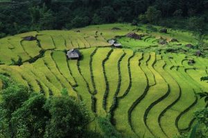 When Phoenix Came to Thanh Phong: Bob Kerrey and War Crimes as Policy in Vietnam – CounterPunch.org