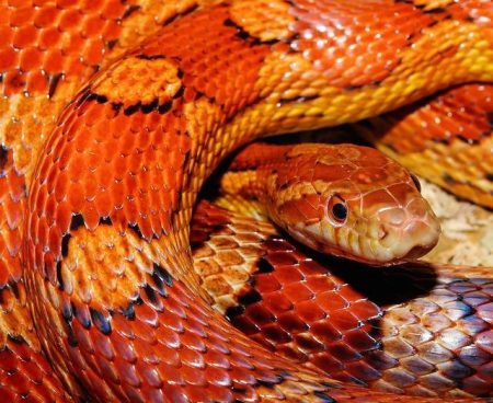 Operation Snake Eyes: 51 Notorious Gang Members Busted in Phoenix Operation Snake Eyes leads to arrest of 51 known gang members in Phoenix – KTAR News 92.3 FM