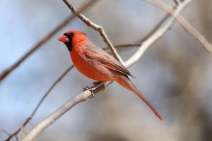 Cardinals Flying Arizona Athletes And Coaches To Compete In 2026 Special Olympics USA Games – Arizona Cardinals