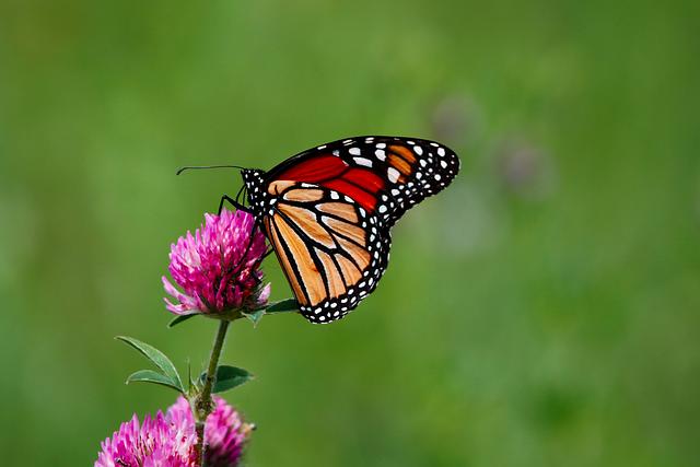 Monarch Butterflies Are Coming Back to Phoenix – Here’s How You Can Make a Difference Monarchs Are Returning to Phoenix. Here’s How You Can Help – Desert Botanical Garden